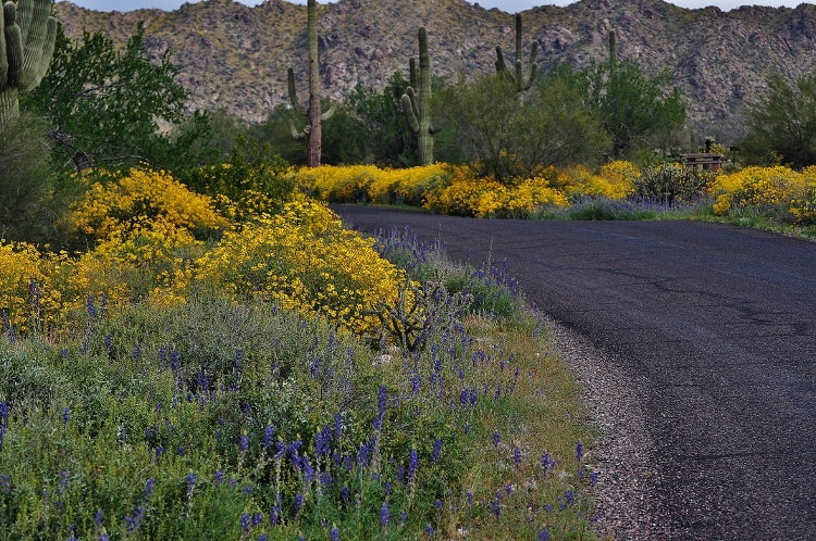 hills with brittlebush